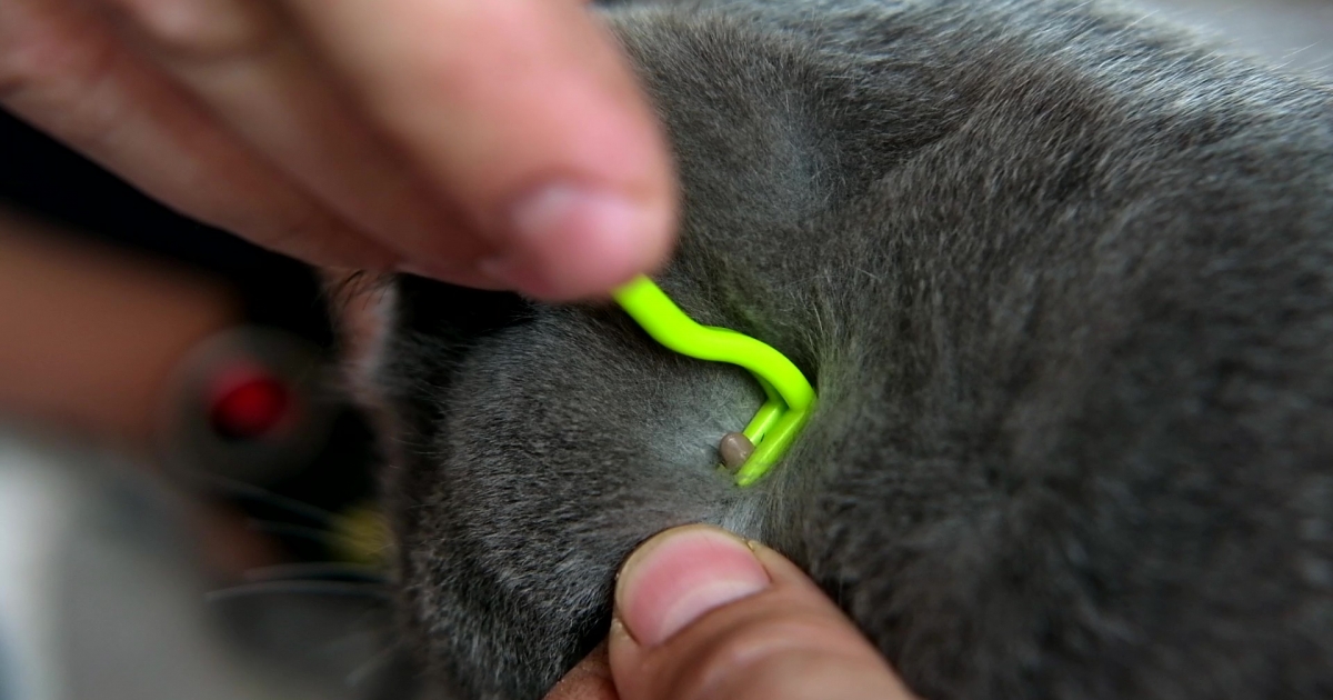 Naponta több babéziás kutyát kezelnek Gyergyószentmiklóson